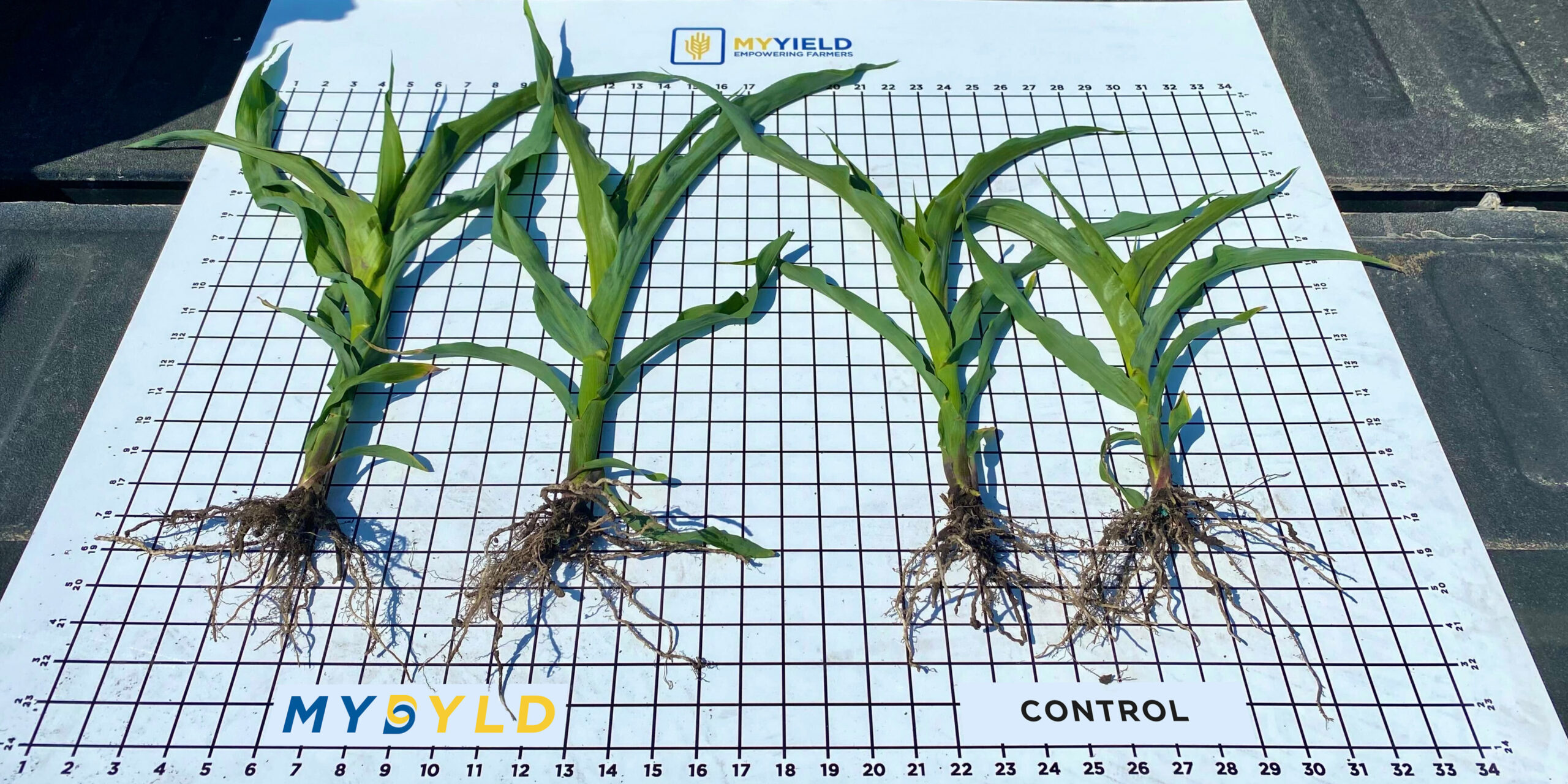 Picture of plants grown with My Yield Biologicals that are significantly larger than plants in a control group